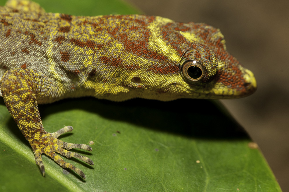 Photo from 4-Day Amazon Peru Rainforest Wildlife Experience safari tour